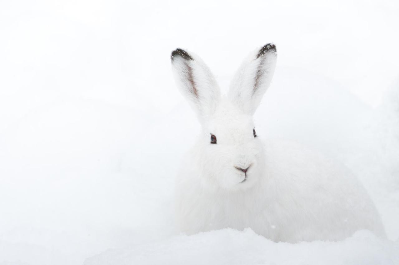 Chalet ?Snow Bunny? Stadl an der Mur 외부 사진